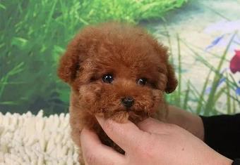 茶杯泰迪小体 宠物犬泰迪 现流行小体泰迪狗 